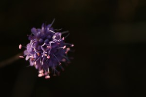 Scabious