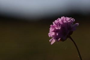 Late August Thrift